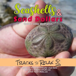 seashells sleep meditation